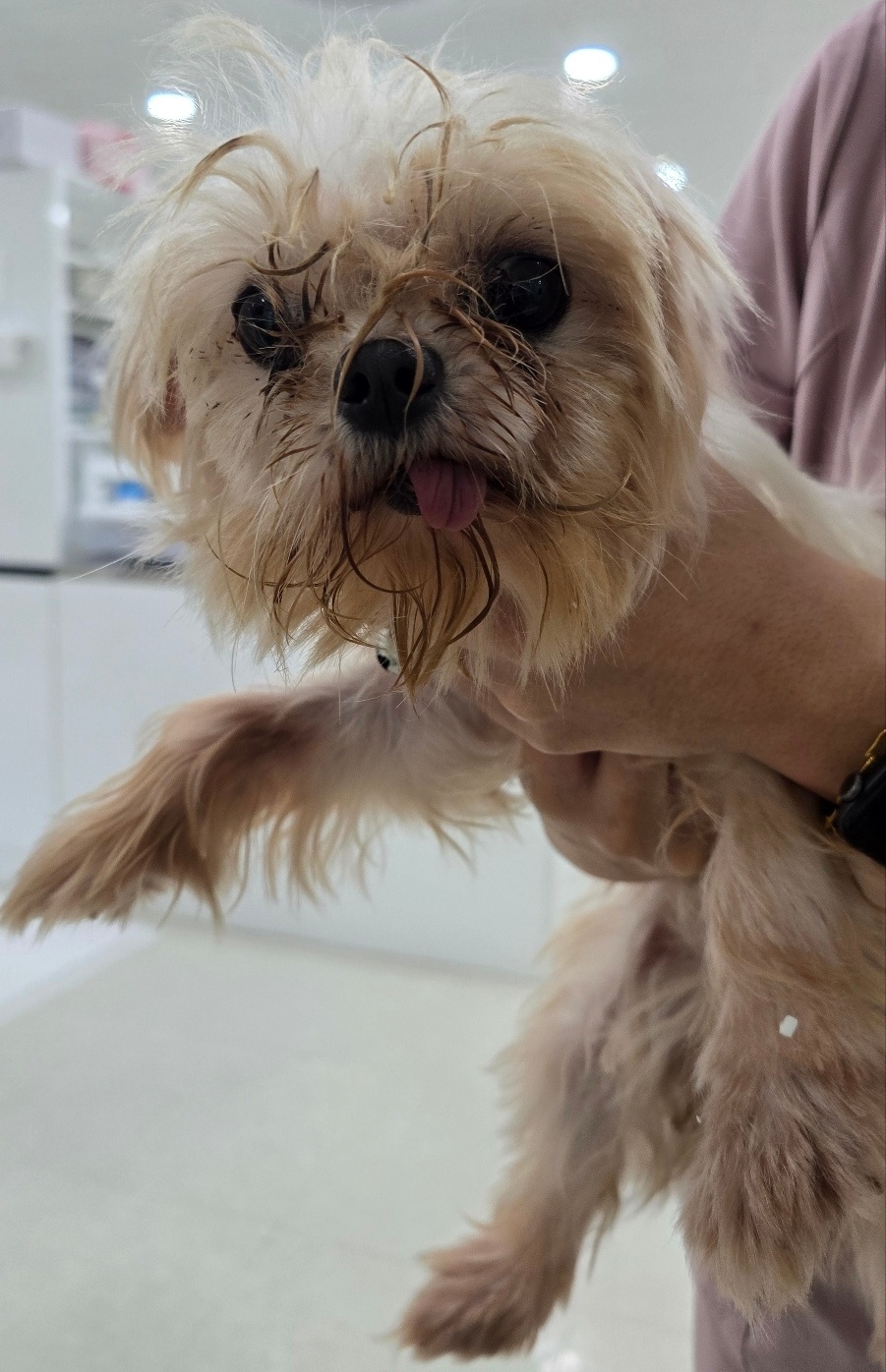 종료(기증) 말티즈…